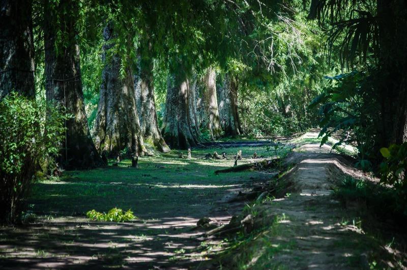 Casa Del Bosque Villa Tigre Dış mekan fotoğraf